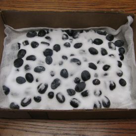 My Olive Curing Experiment Image